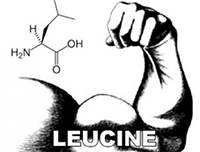 L -Leucine
